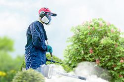 Обработка сада от паразитов - необходимые меры и их регулярность  в Улан-Уде