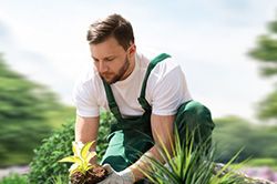 Озеленение и городское благоустройство, создание комфортной среды  в Улан-Уде