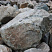 Kamenclub.ru: Гранит скальник (серо-зеленый) фр. 500-1500 мм.  купить в Улан-Уде гранит мрамор  серый зеленый темно-серый глыба скальная колотая ландшафтная 7 500 руб/т   фото КАМЕНЬ КЛУБ