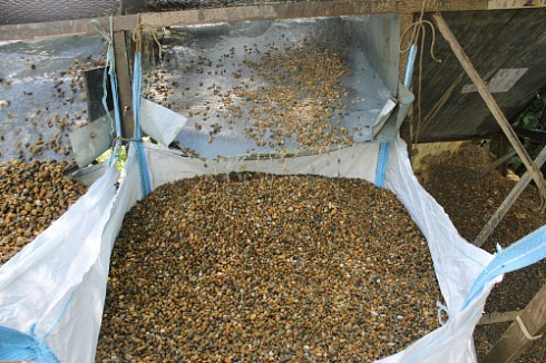 Kamenclub.ru: Галька окат (серо-желтая) фр.10-20 мм. купить  в Улан-Уде галька серо-желтая, рыжая, серый речная окатанная округлая галька 5000 руб/т   фото КАМЕНЬ КЛУБ