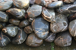 Kamenclub.ru: Валунчик Паутинник фр.100-300 мм  купить в Улан-Уде крупный природный камень галечник темно-серый с прожилками белый черный речной валунчик 5000 руб/т   фото КАМЕНЬ КЛУБ