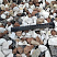 Kamenclub.ru: Мраморная крошка (щебень крошка микс : белый-черный-розовый) фр. 20-40 мм.  купить в Улан-Уде мрамор белый, черный, розовый декоративная ландшафтная крошка 12000 руб/т   фото КАМЕНЬ КЛУБ