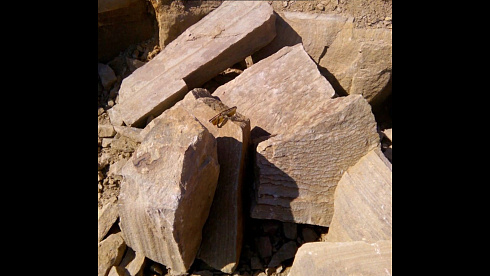 Kamenclub.ru: Песчаник пластушка желтый с рисунком (4-6 см)  купить в Улан-Уде плитняк пластушка желтый с рисунком песчаник 9 000 руб/м3   фото КАМЕНЬ КЛУБ