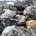 Kamenclub.ru: Черный гранит - кварцит фр. 500-1000 мм.  купить в Улан-Уде гранит кварцит черный серый белый скальный колотый валун 9750 руб/т   фото КАМЕНЬ КЛУБ