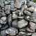 Kamenclub.ru: Валунчик Паутинник фр.100-300 мм  купить в Улан-Уде крупный природный камень галечник темно-серый с прожилками белый черный речной валунчик 5000 руб/т   фото КАМЕНЬ КЛУБ