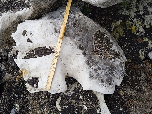 Kamenclub.ru: Выветренный известняк со мхом фр. 100-500 мм.  купить в Улан-Уде известняк серый белый зеленый валун известняковый крупный 10000 руб/т   фото КАМЕНЬ КЛУБ