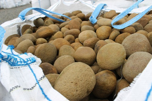 Kamenclub.ru: Песчаник ядра, фр. 100-300 мм  купить в Улан-Уде песчаник бежевый серый рыжий речная галька 5 000 руб/т   фото КАМЕНЬ КЛУБ