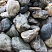 Kamenclub.ru: Речной валун Кабанчик фр.300-500 мм.  купить в Улан-Уде крупный природный камень галька серый, темно-серый речной валун галечник масштабный 7000 руб/т   фото КАМЕНЬ КЛУБ