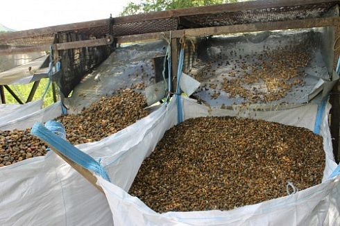 Kamenclub.ru: Галька окат (серо-желтая) фр.10-20 мм. купить  в Улан-Уде галька серо-желтая, рыжая, серый речная окатанная округлая галька 5000 руб/т   фото КАМЕНЬ КЛУБ