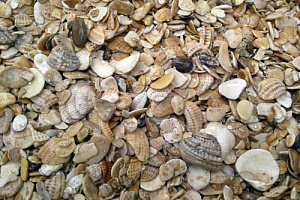 Морская ракушка фр. 5-20 мм  купить в Улан-Уде фото Камень Клуб